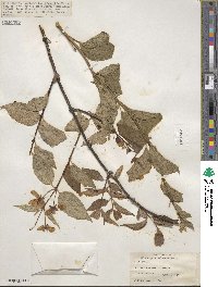 Philadelphus delavayi image