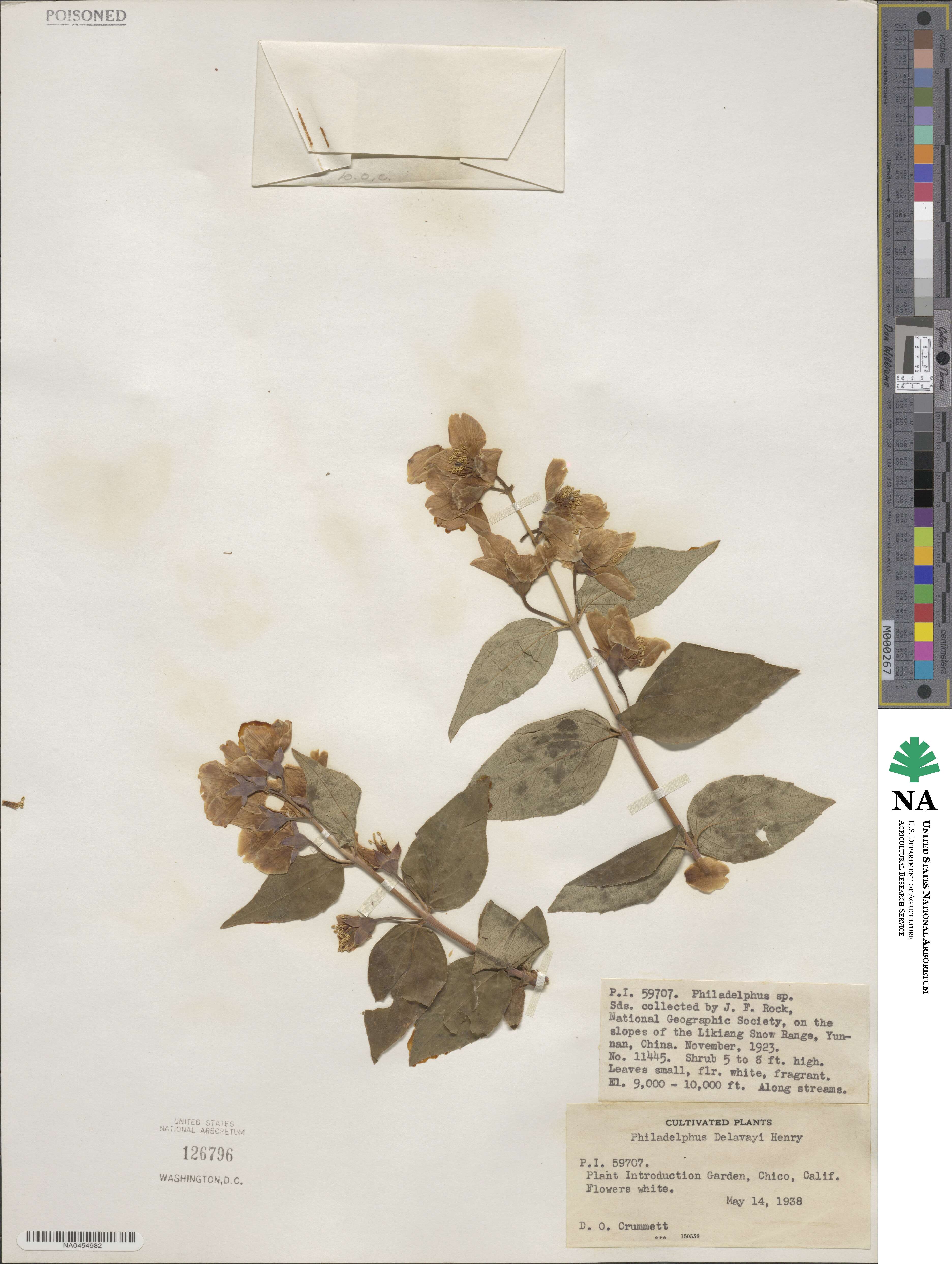 Philadelphus delavayi image