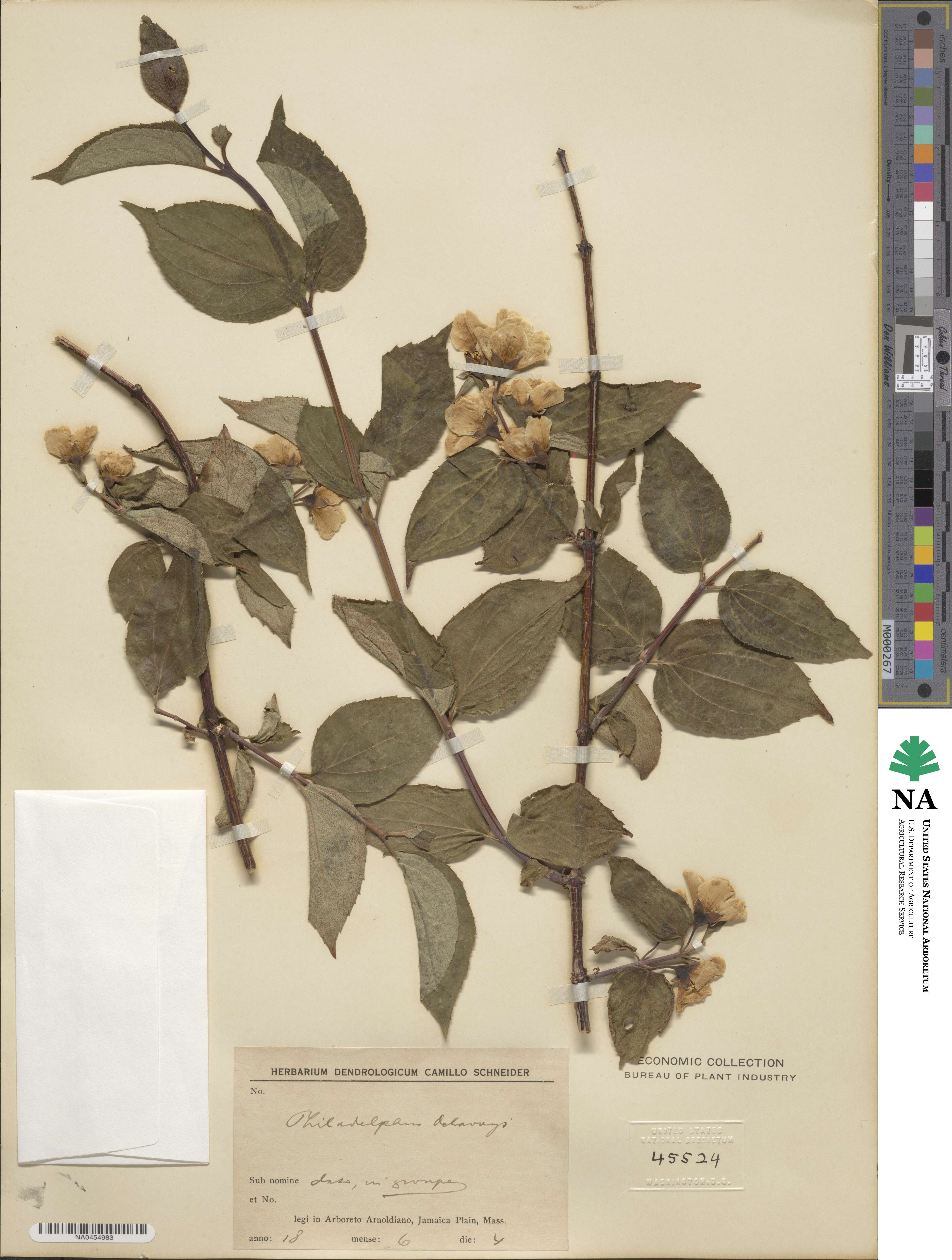 Philadelphus image