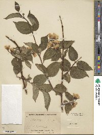 Philadelphus delavayi image