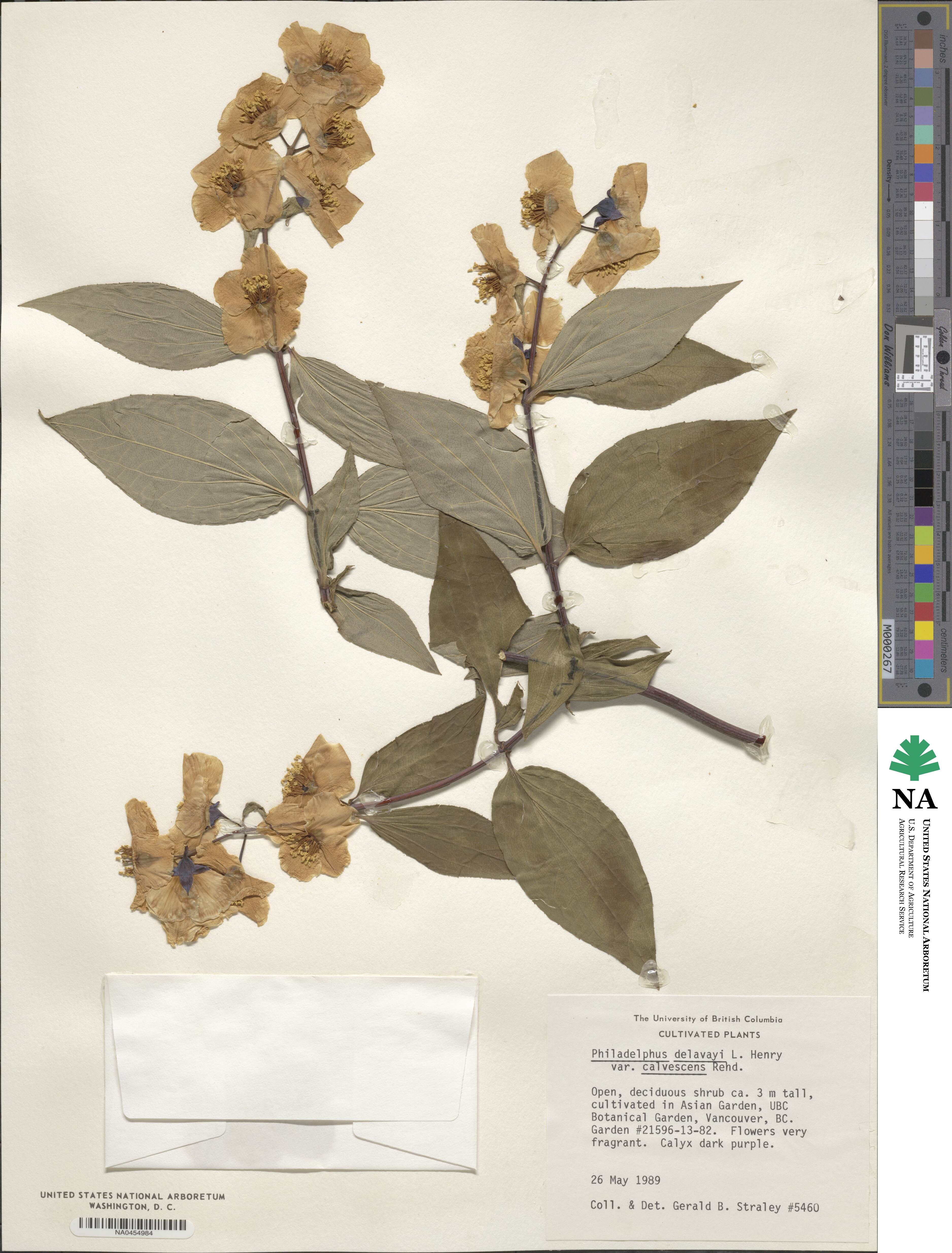 Philadelphus calvescens image