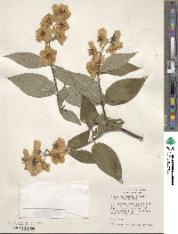 Philadelphus calvescens image