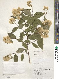 Philadelphus coronarius image