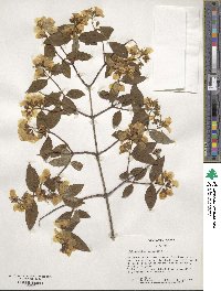 Philadelphus coronarius image