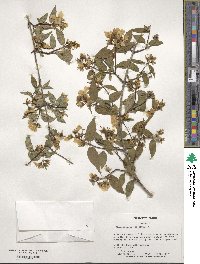 Philadelphus coronarius image