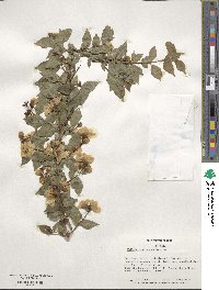 Philadelphus coronarius image