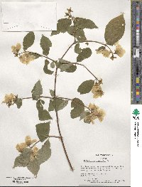 Philadelphus coronarius image