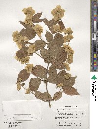 Philadelphus coronarius image