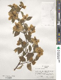 Philadelphus coronarius image