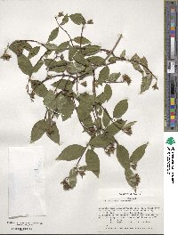 Philadelphus coronarius image