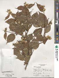 Philadelphus coronarius image