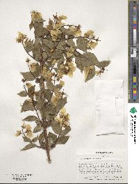 Philadelphus coronarius image