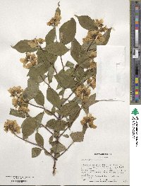 Philadelphus coronarius image