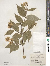 Philadelphus coronarius image