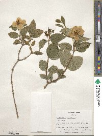 Philadelphus coronarius image