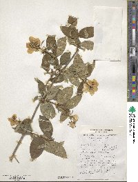 Philadelphus coronarius image