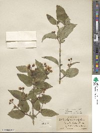 Philadelphus coronarius image