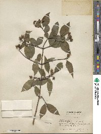 Philadelphus coronarius image