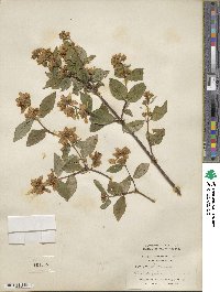 Philadelphus coronarius image