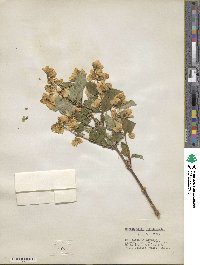 Philadelphus coronarius image