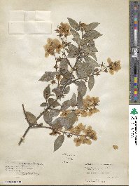 Philadelphus coronarius image