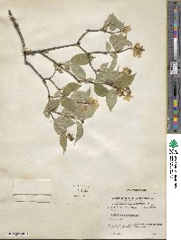 Philadelphus coronarius image