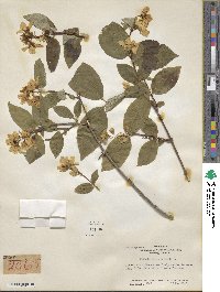 Philadelphus coronarius image