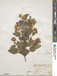 Philadelphus coronarius image