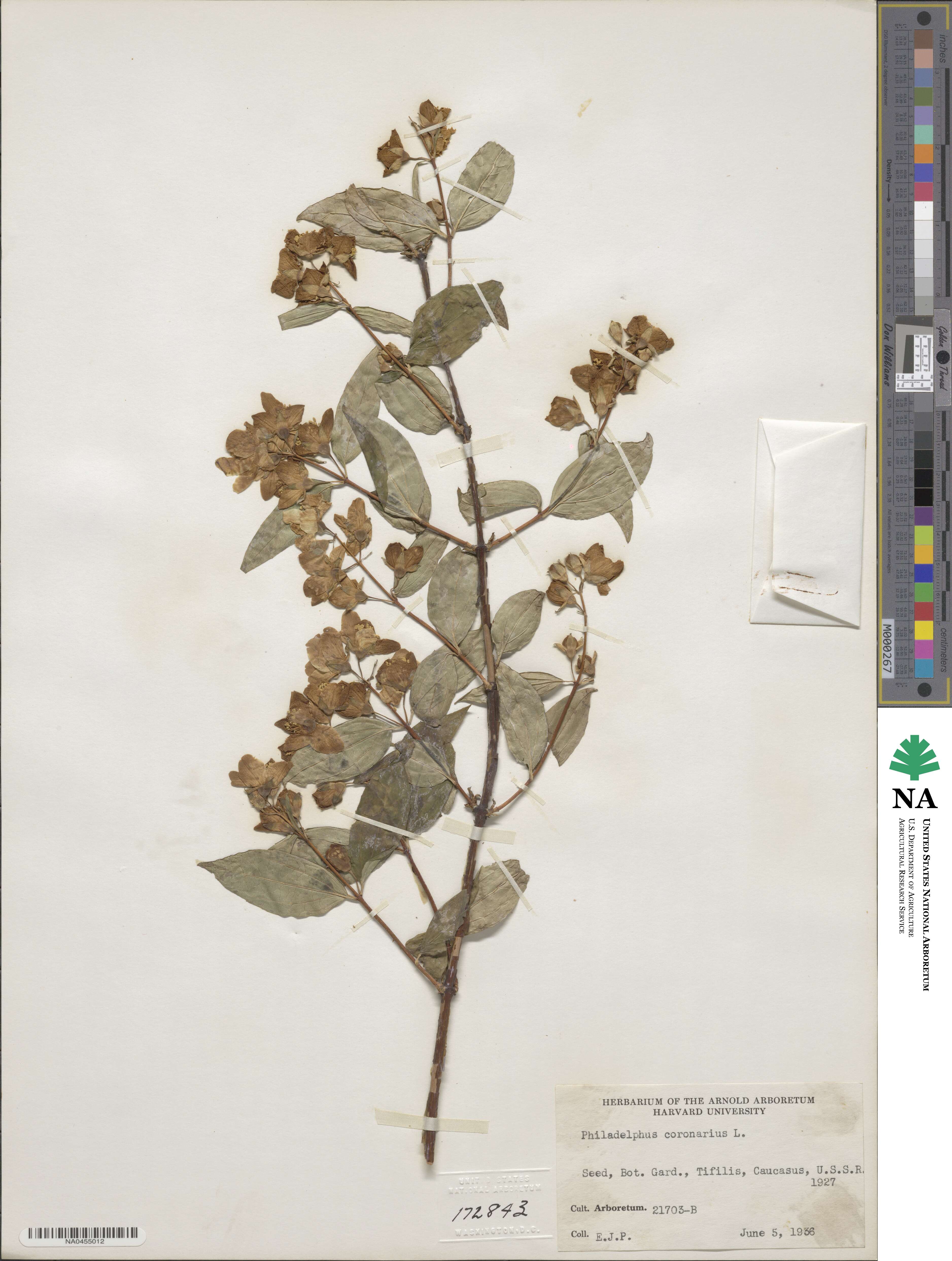 Philadelphus coronarius image