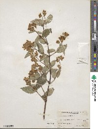 Philadelphus coronarius image