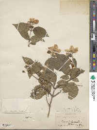 Philadelphus grandiflorus image