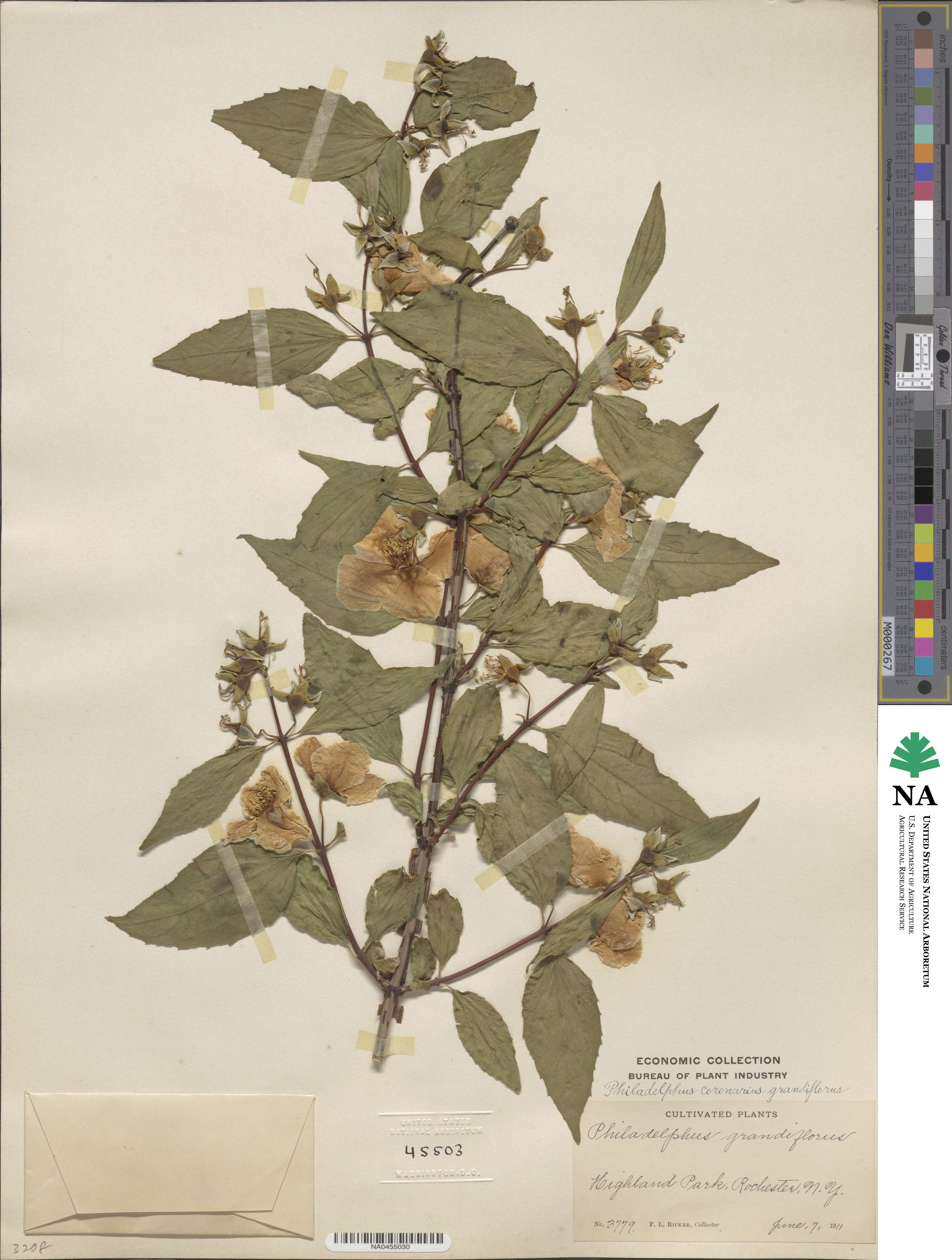 Philadelphus grandiflorus image