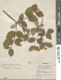 Philadelphus coronarius image