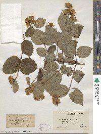 Philadelphus coronarius image