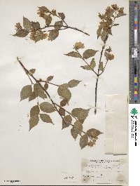 Philadelphus coronarius image