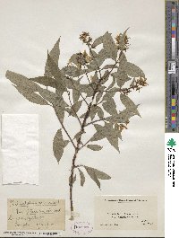 Philadelphus coronarius image