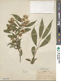 Philadelphus coronarius image