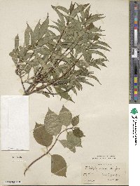 Philadelphus coronarius image