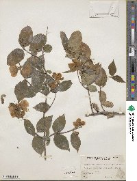 Philadelphus coronarius image