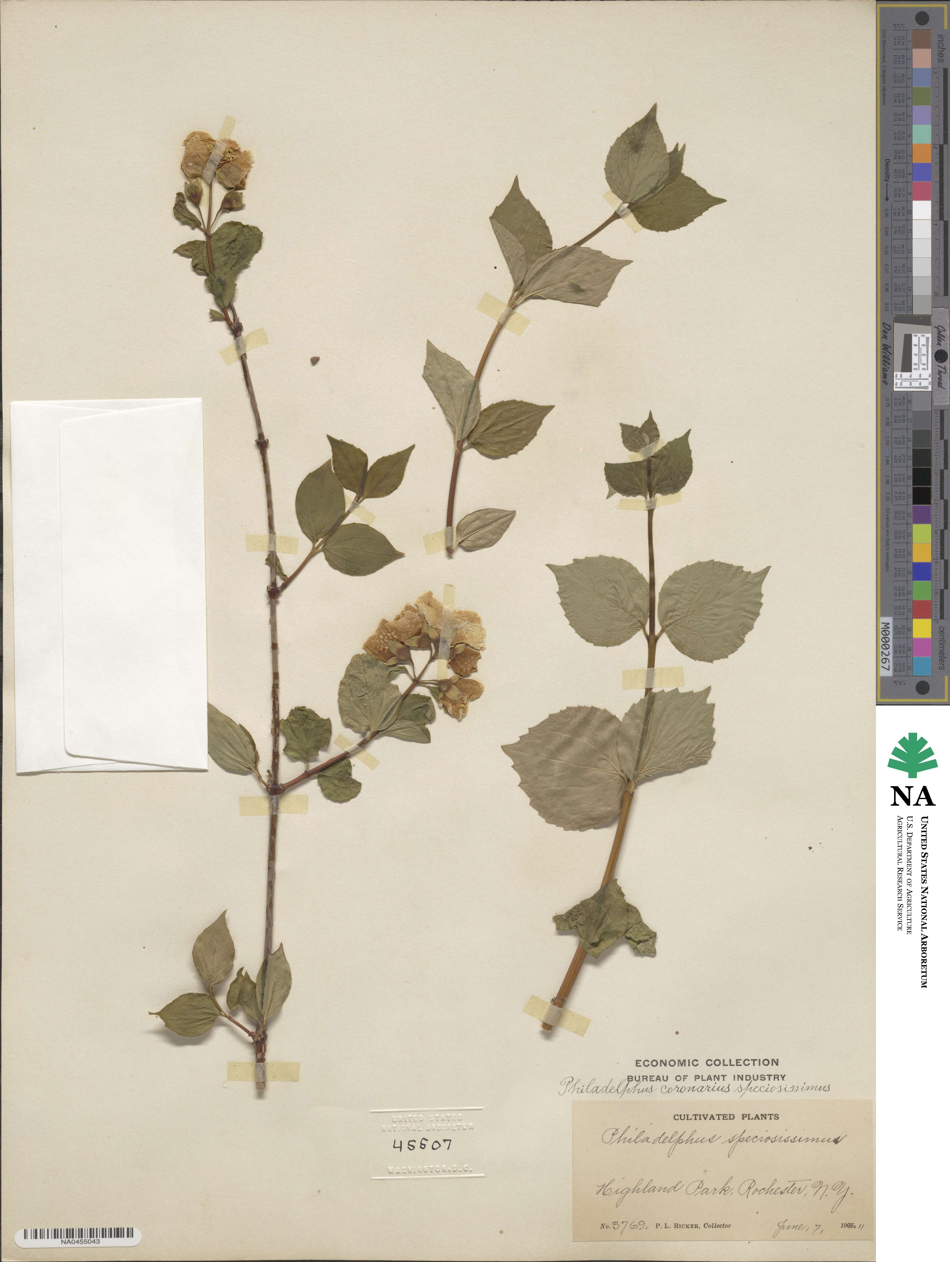 Philadelphus coronarius image