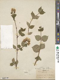 Philadelphus coronarius image