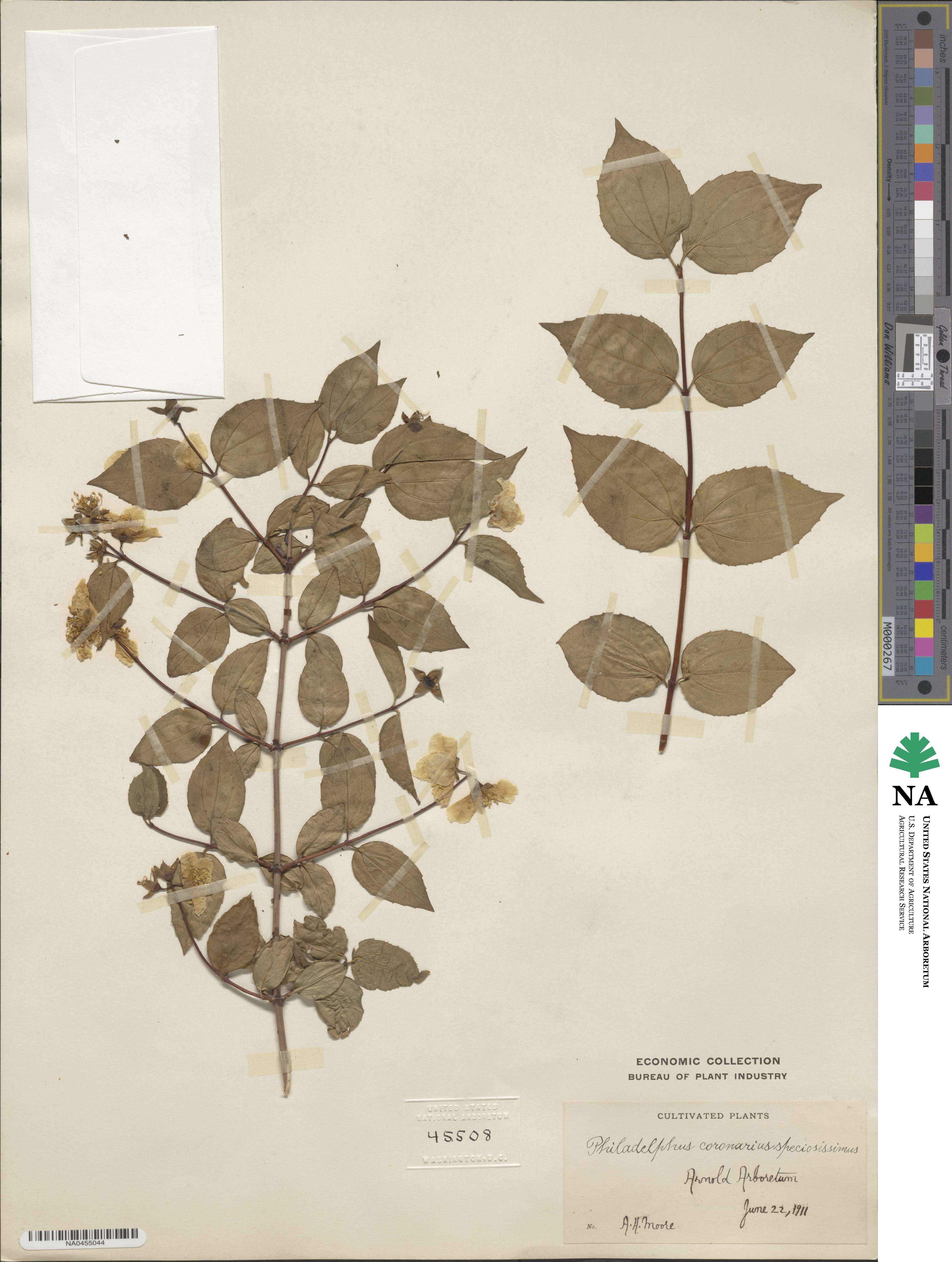 Philadelphus coronarius image