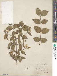 Philadelphus coronarius image