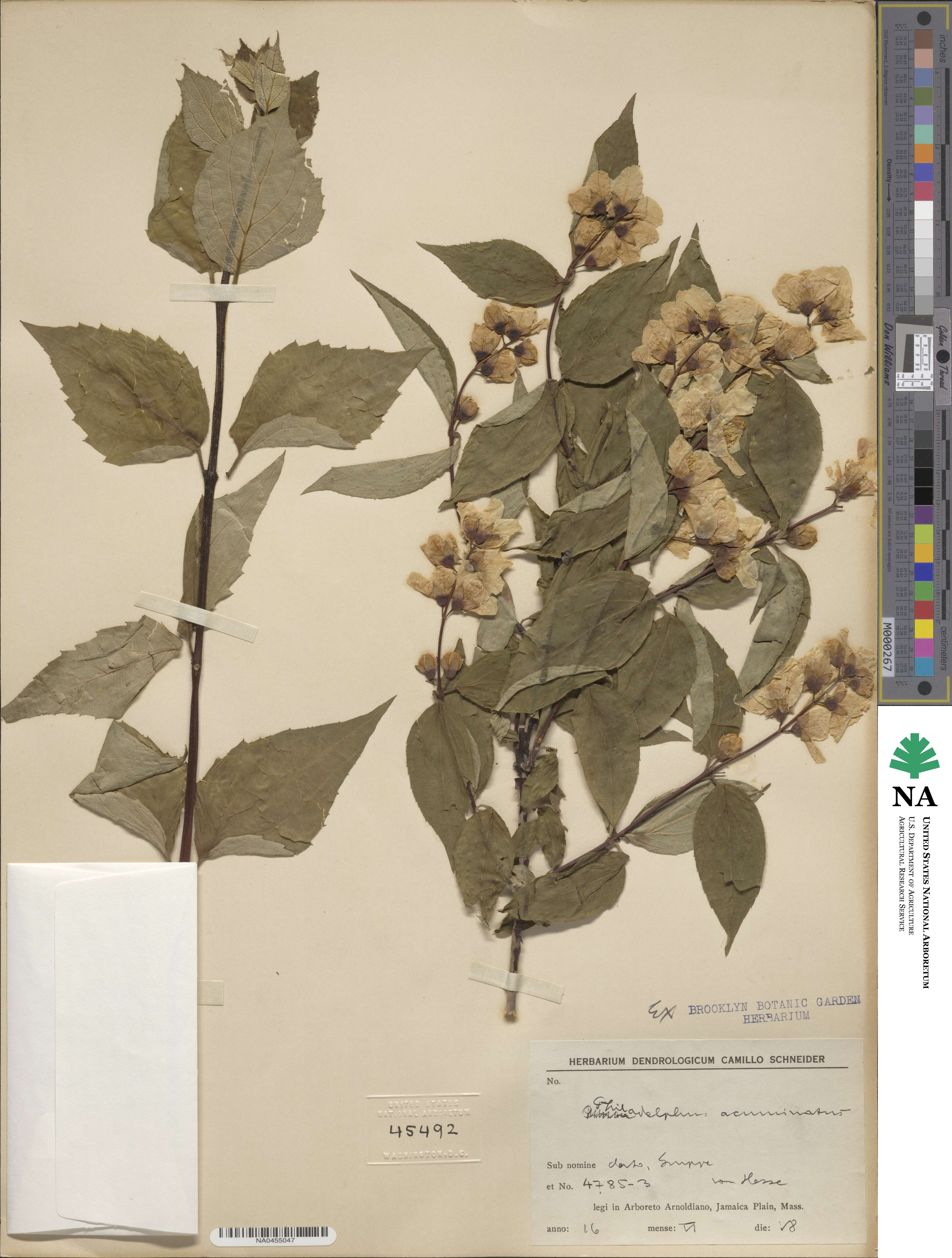 Philadelphus satsumi image