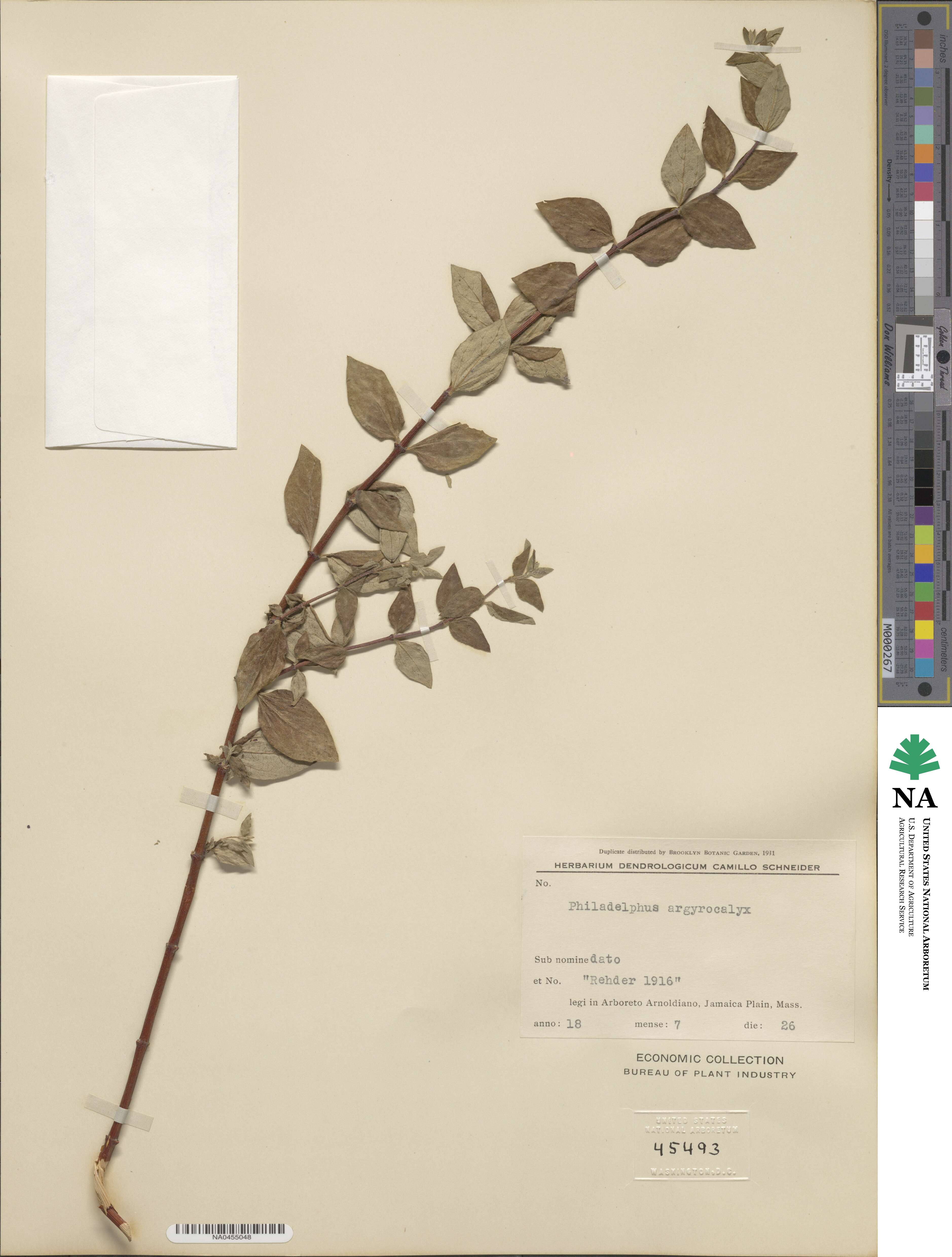 Philadelphus microphyllus var. argyrocalyx image