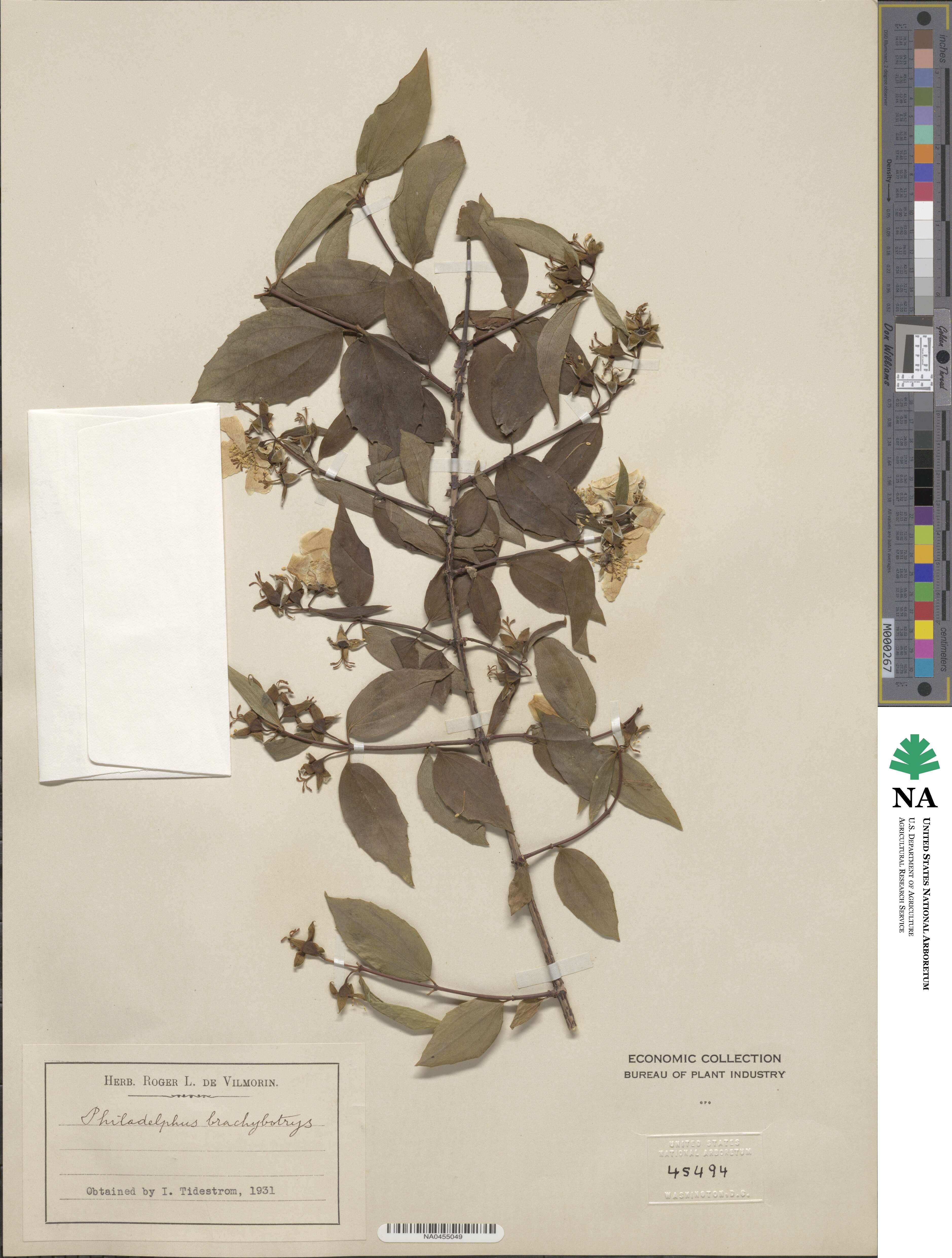 Philadelphus brachybotrys image