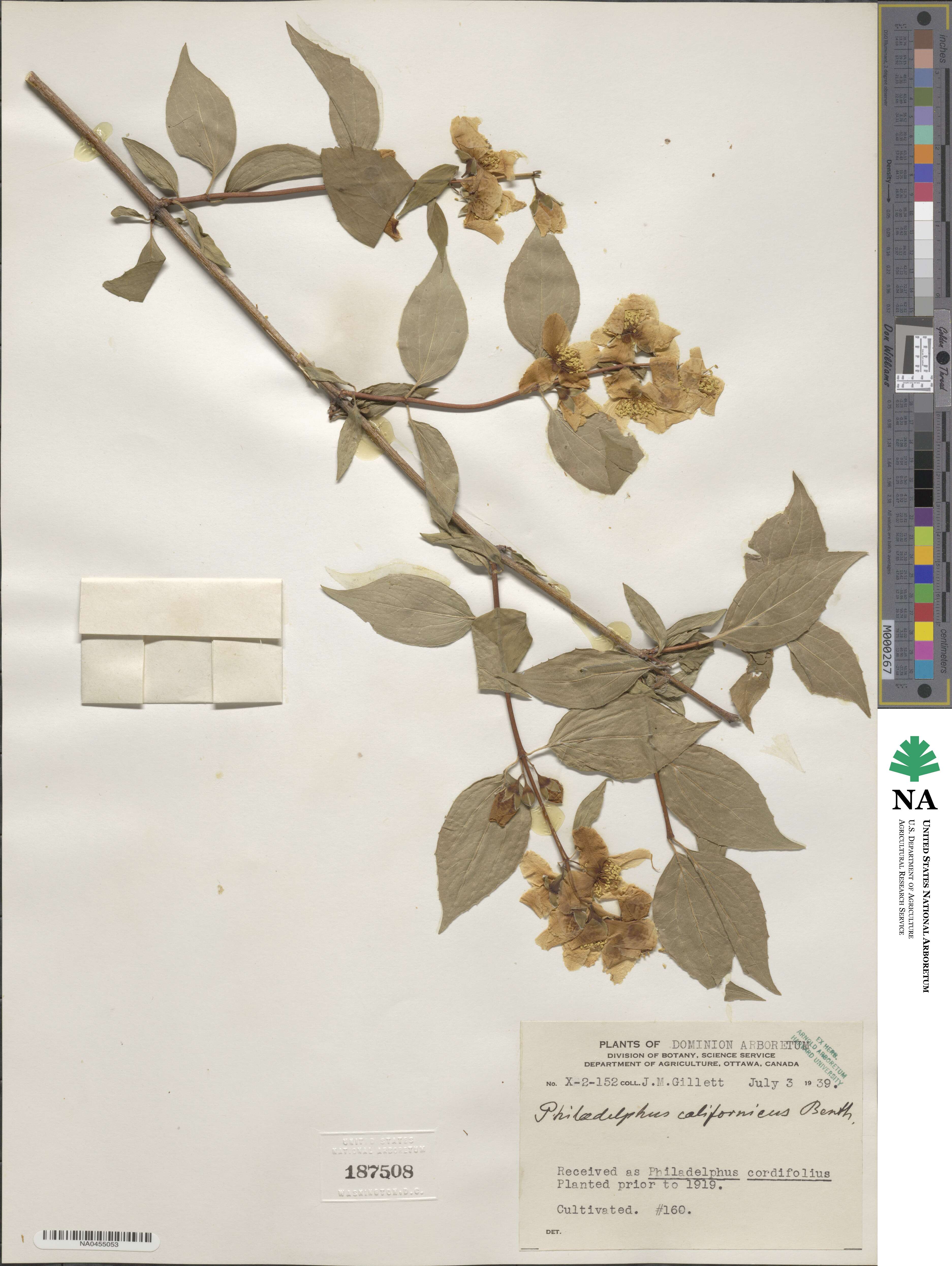 Philadelphus californicus image