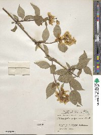 Philadelphus californicus image