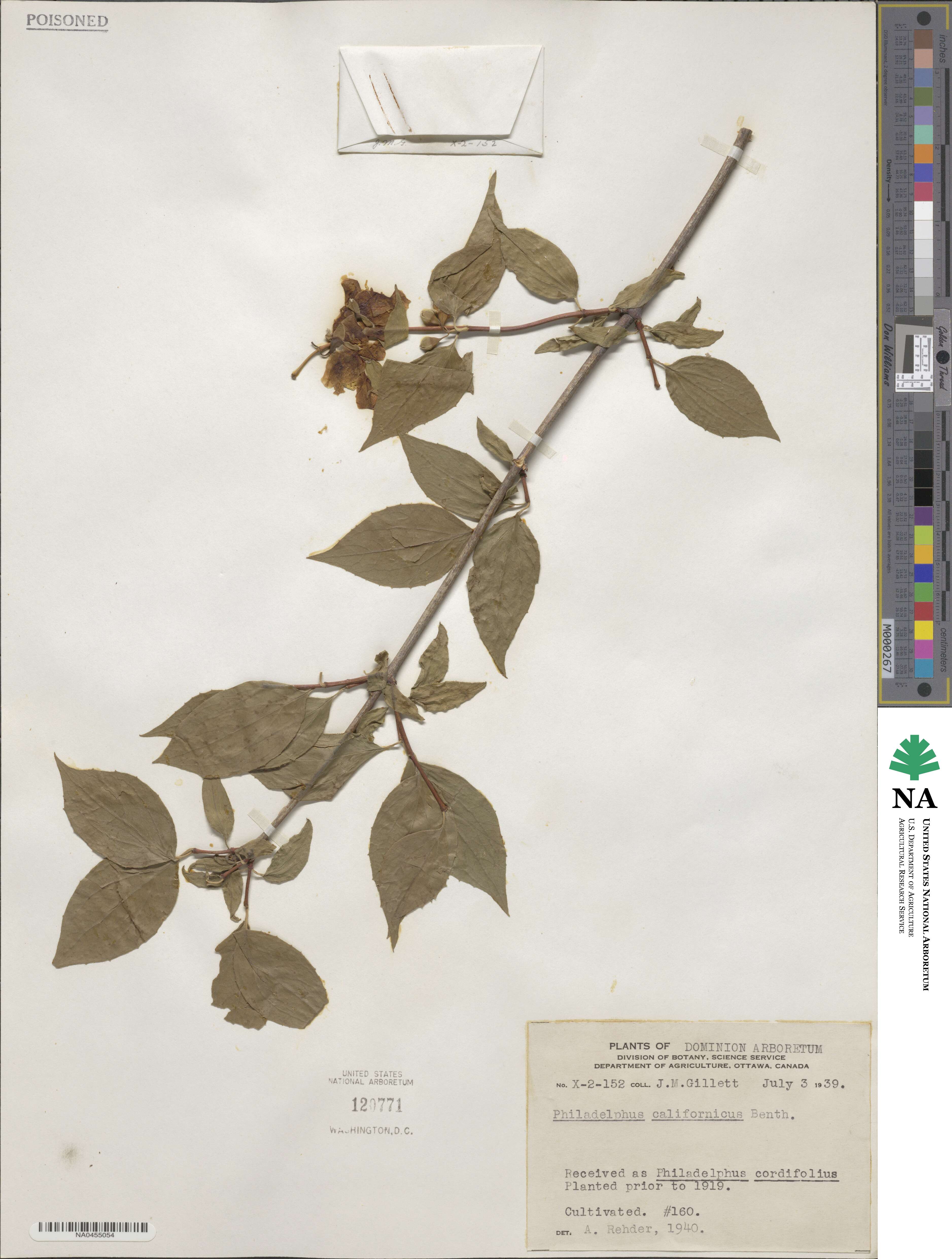 Philadelphus californicus image