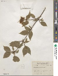 Philadelphus californicus image